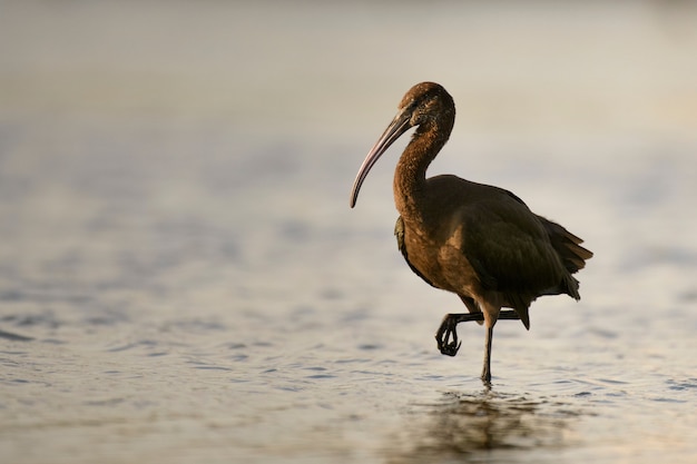 Brilhante ibis plegadis falcinellus na água