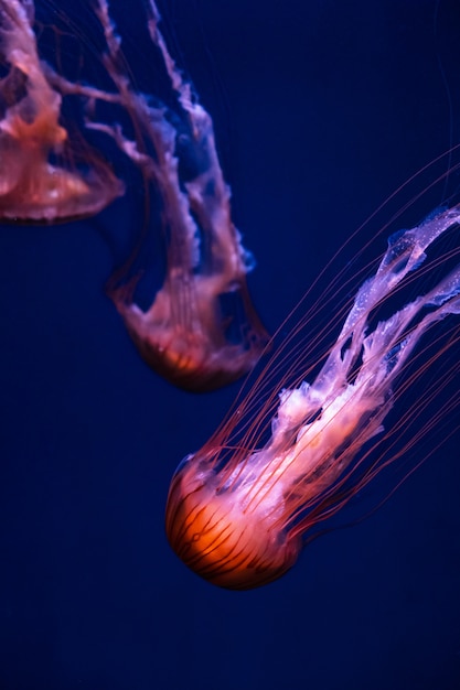 Brilhante laranja água-viva chrysaora pacifica em azul profundo fantasma