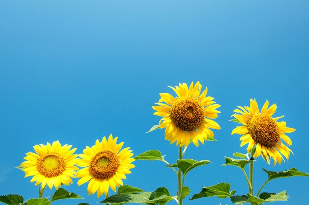 Brillante de campo de girasol con cielo azul, girasol en flor