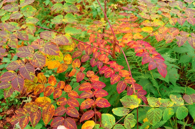 El brillante follaje de otoño en el bosque