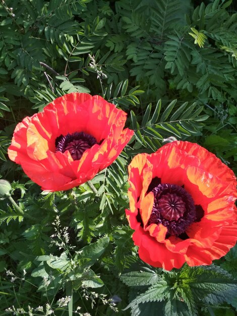 brillante, hermoso, flores, rojo, amapola, floricultura, jardinería