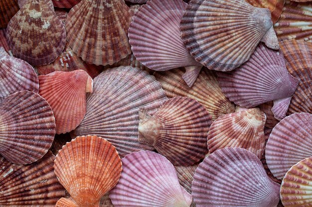 Brillante hermoso fondo de conchas de mar x9