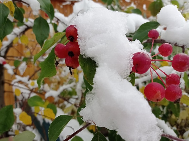 brillante, jugoso, maduro, manzanas, cubierto, blanco, con nieve, en el jardín, jardinería, planta