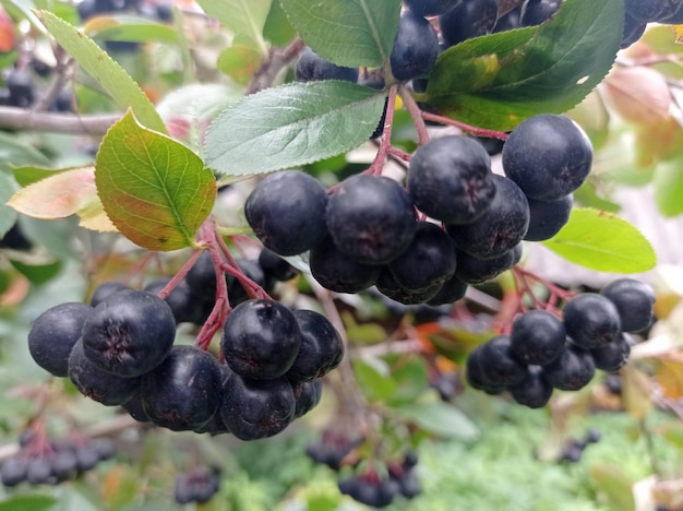 brillante, jugoso, maduro, negro, morado, bayas, chokeberry, en una rama, en el jardín, jardinería