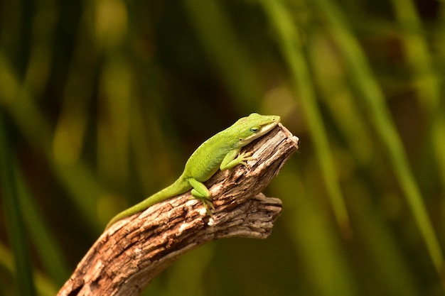 Brillante Kelly Green Lizard ruht auf einem Ast