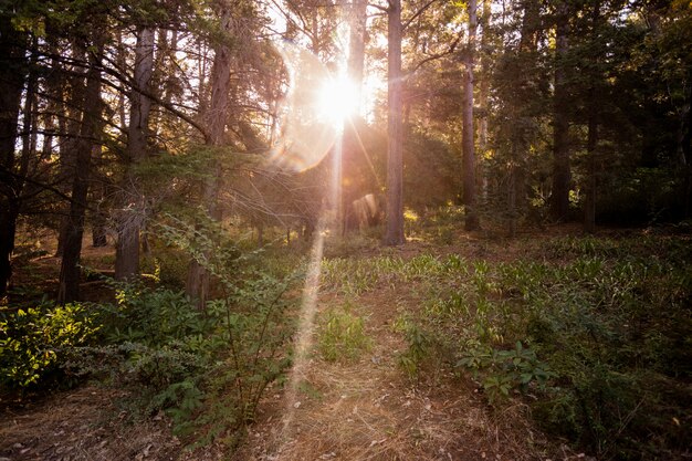 La brillante luz del sol pasa a través de los árboles.