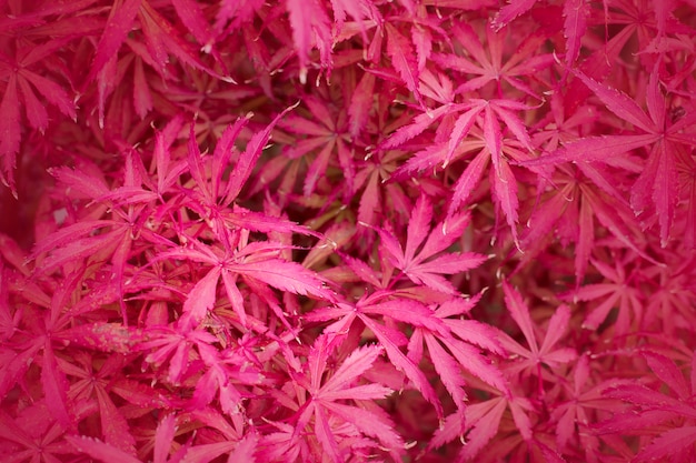 Brillante textura roja de hojas de otoño.