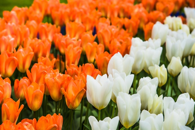 Brillante tulipán flores en Keukenhof