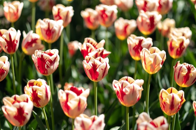 Brillante Tulpenblüten mit rosa und orangefarbenen Blütenblättern