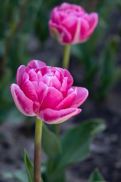 Brillantes flores de tulipán con pétalos de rosa y blanco.