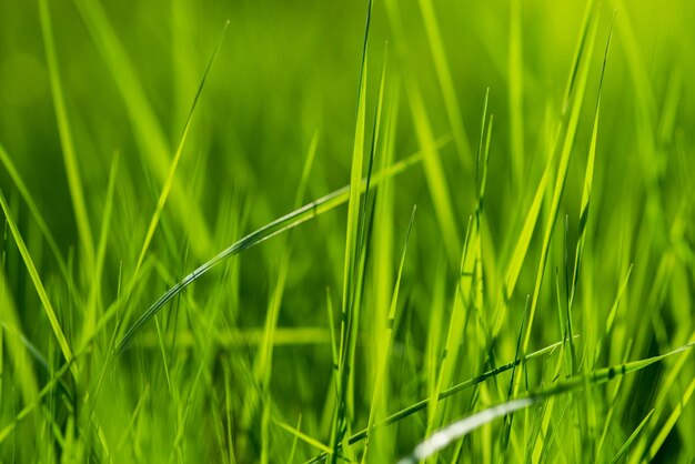 Brillantes frisches grünes Gras im Wald