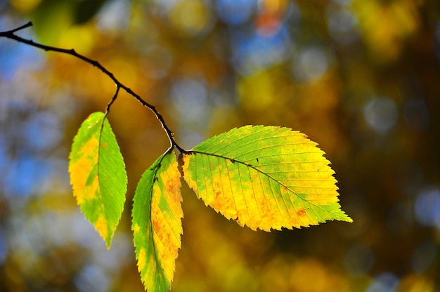 Brillantes hojas de otoño