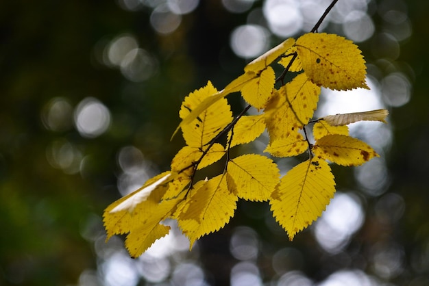 Brillantes hojas de otoño