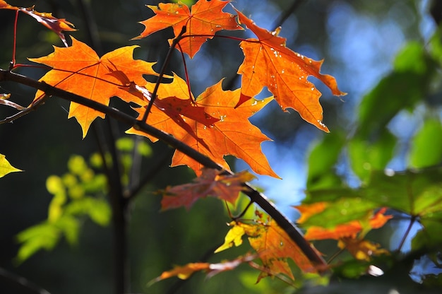 Brillantes hojas de otoño