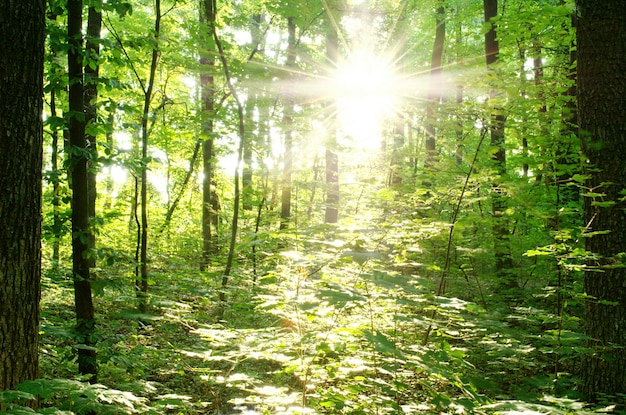 Brillantes rayos del sol en un bosque verde