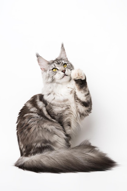 Brincalhão American Longhair Maine Coon Cat com olhos amarelos sentado com uma pata levantada e olhando para cima