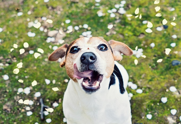 Brincalhão jovem jack russell terrier pega boca pétalas de cereja