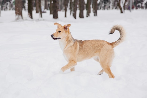 Brincalhão luz cachorro marrom na neve em uma floresta