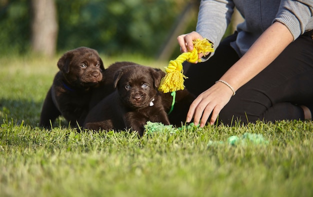 Foto brincando com cachorros