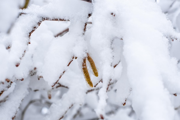Brincos de nogueira pendurados em uma árvore coberta de neve em um dia de inverno Nevascas e climas mais frios