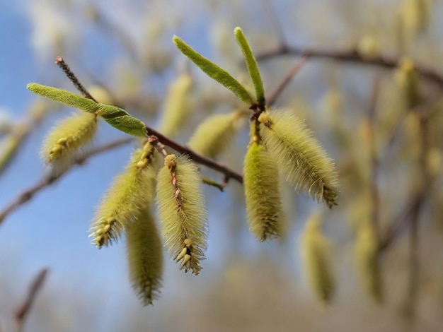 Brincos de salgueiro amarelo fofinho em um fundo roxo desfocado Ramo de salgeira com catkins