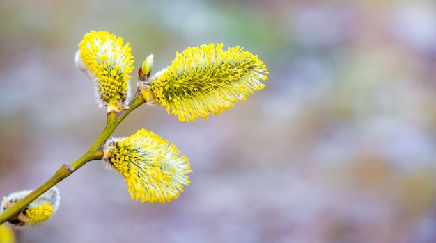 Brincos de salgueiro fofo amarelo em um borrão.