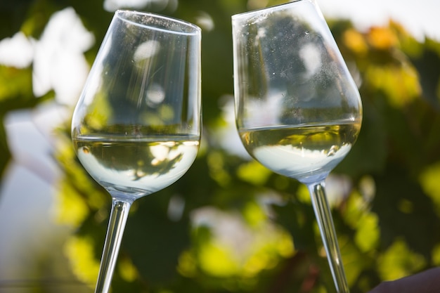 Brindando con dos copas de vino blanco en el viñedo. Copas de vino.