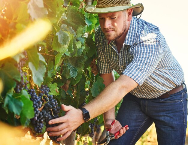 Brindando uvas de la más alta calidad Captura recortada de un agricultor cosechando uvas