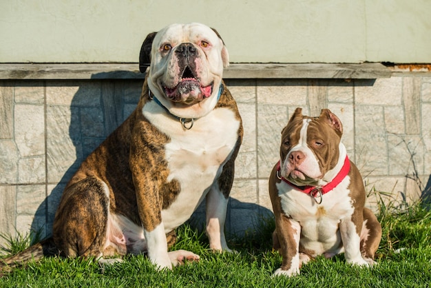 Brindle Coat American Bulldog Dog und American Bully Welpe draußen