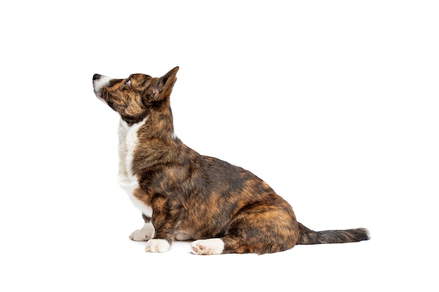 Brindle und weißer Cardigan Welsh Corgi-Hund