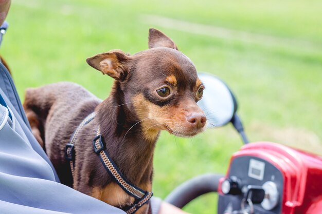 Brinquedo terrier russo de raça de cachorro pequeno sentado ao lado do proprietário em uma moto-quatro