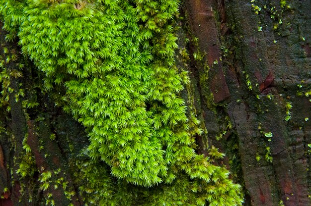 Briófitas verdes de samambaias verdejantes de floresta fechada