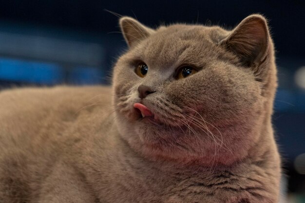 Británica gato de pelo corto