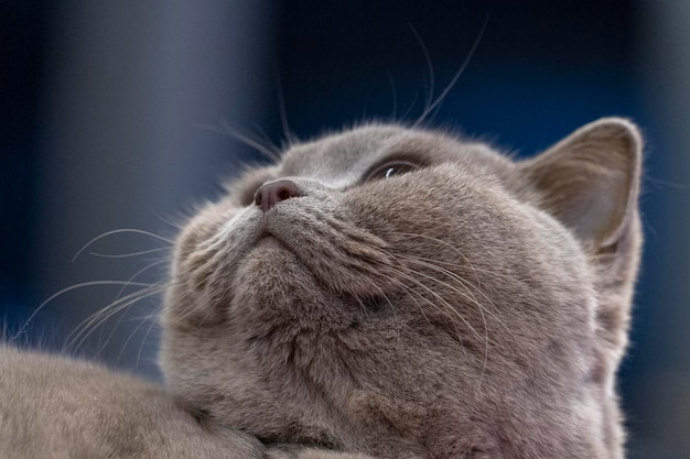 Británica gato de pelo corto