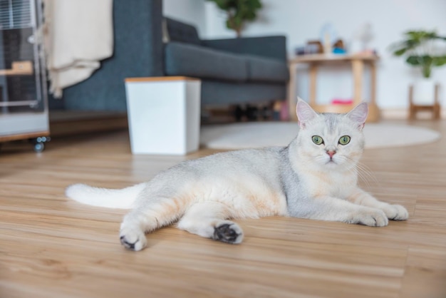 Britisch Kurzhaar eine süße Katze, die sich glücklich im Haus entspannt Eine kurzhaarige weiße Katze mit orangefarbenem Bauch und grüngelben Augen