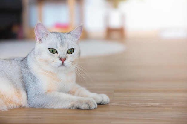 Britisch Kurzhaar eine süße Katze, die sich glücklich im Haus entspannt Eine kurzhaarige weiße Katze mit orangefarbenem Bauch und grüngelben Augen