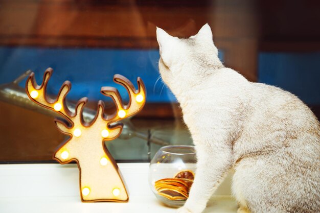 Foto britisch kurzhaar-silberkatze sitzt auf der fensterbank. dämmerung, weihnachtsdekoration.