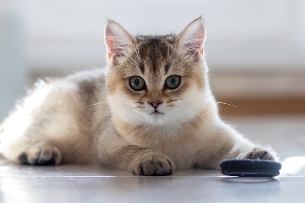 Britisch Kurzhaarkatze Golden Chinchilla