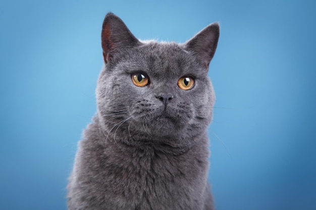 Britische blaue Katze auf blauem Hintergrund Katzenporträt im Studio