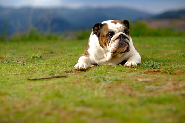 Britische Bulldogge auf dem Land