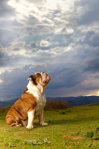 Britische Bulldogge sitzt und schaut in den Himmel