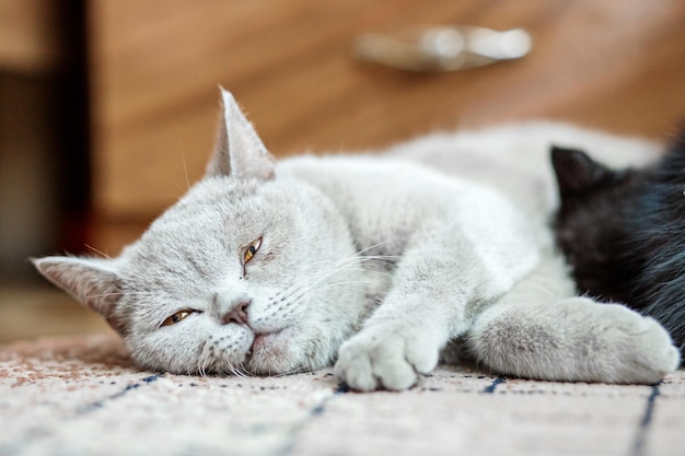 Britische gerade Katze, die auf dem Boden schläft Das Konzept der Haustiere