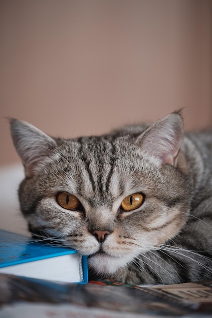 Britische glatthaarige gestreifte Katze auf einem Buch