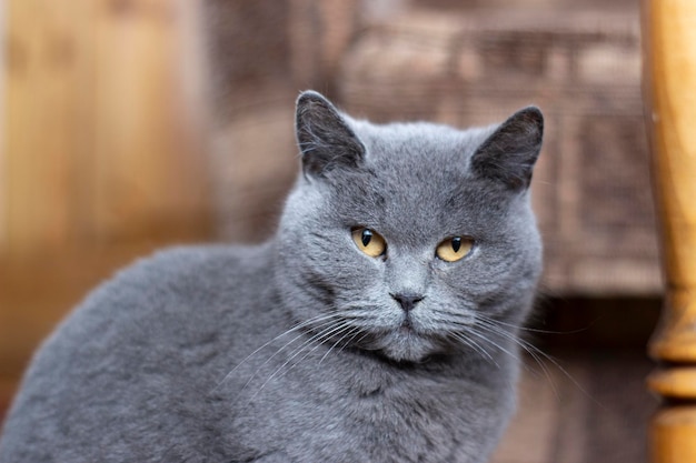 Britische graue Katze Porträt eines Haustieres, das im Zimmer sitzt