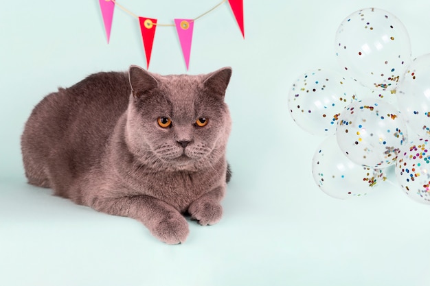 Britische graue Katze und Dekoration an der Wand, Luftballons auf hellblauem Hintergrund.