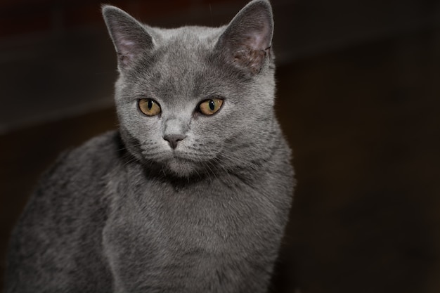 Britische Katze auf schwarzem Hintergrund. Nahansicht.