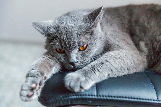 Britische Katze, die auf dem schwarzen modernen Stuhl zu Hause Innen schläft