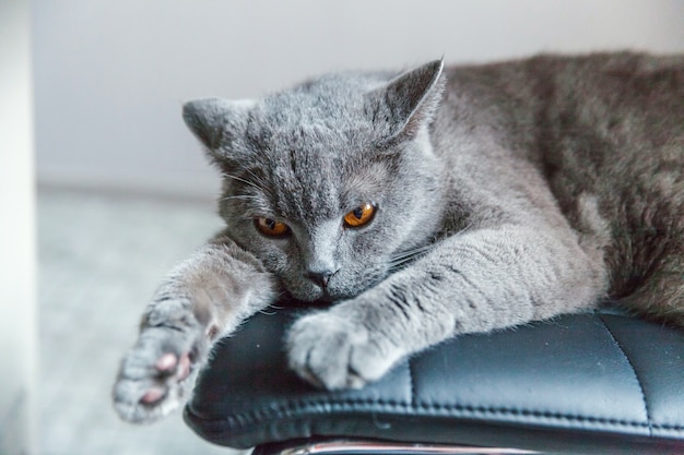 Britische Katze, die auf dem schwarzen modernen Stuhl zu Hause Innen schläft