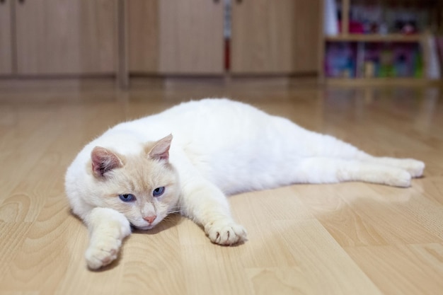 Britische Katze, die zu Hause im Zimmer auf dem Boden liegt xDxA