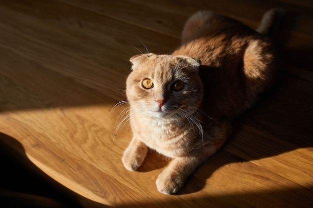 Britische Katze liegt auf Holztisch im Sonnenlicht zu Hause. Platz für Text, hartes Licht. Haustierleben.